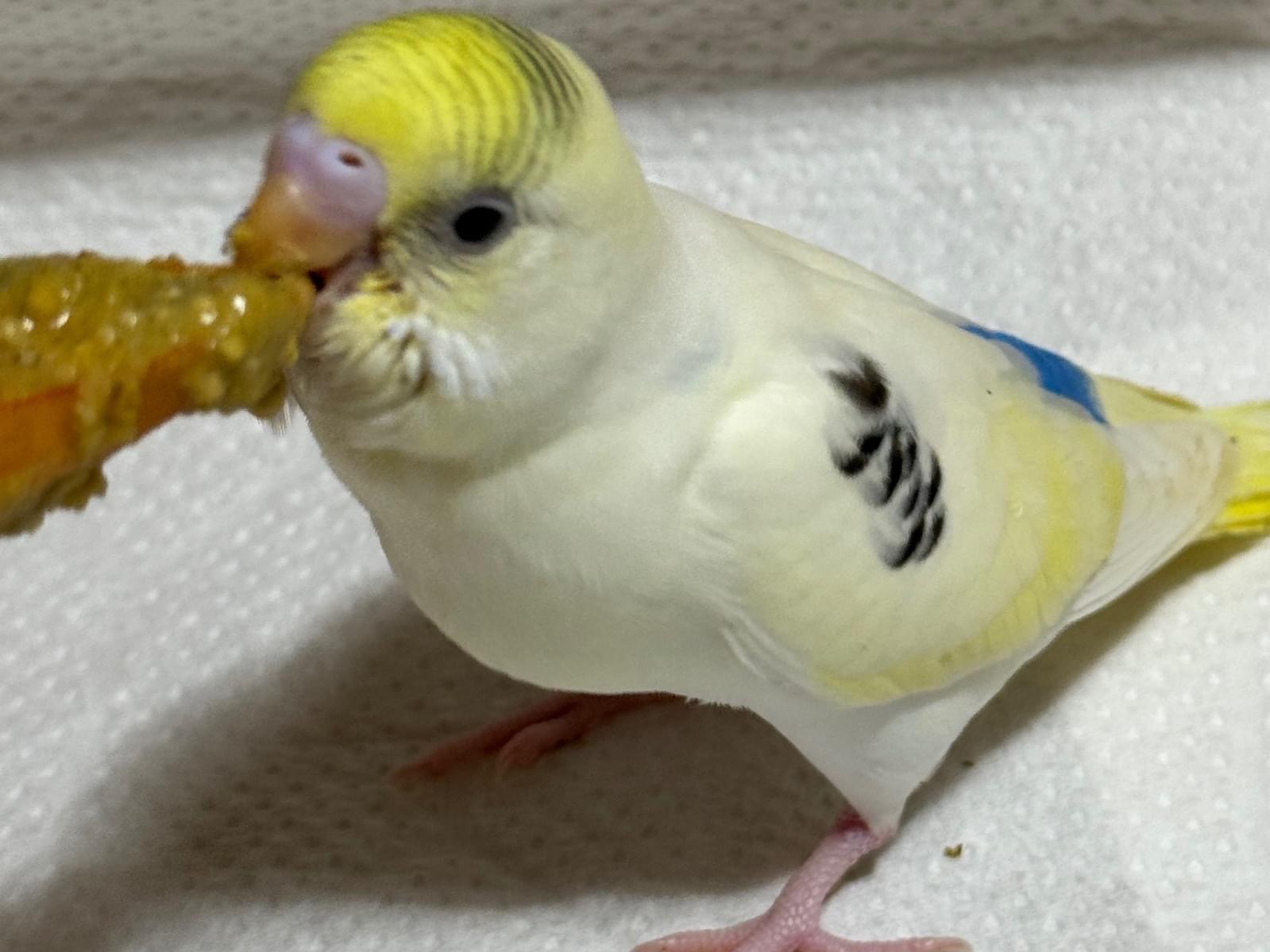 ぴーちゃん ぴーちゃん
