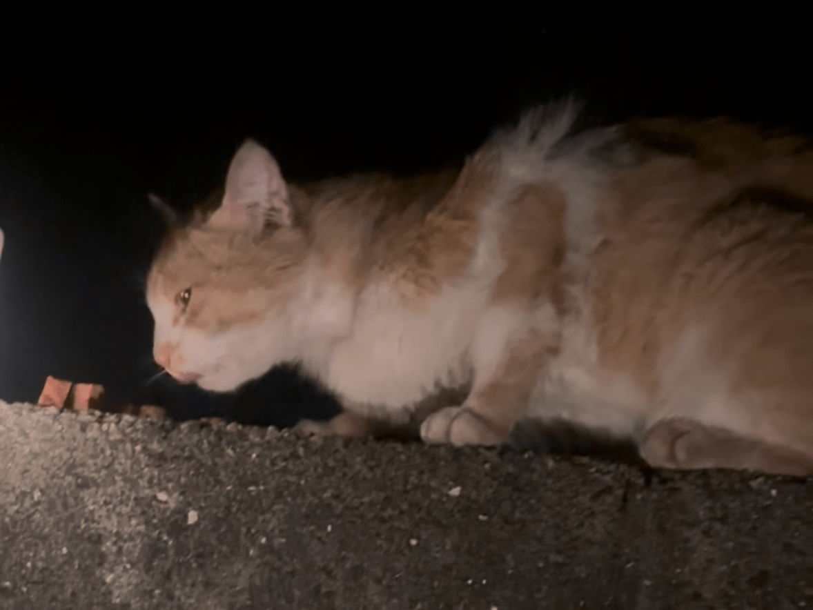 目撃された猫