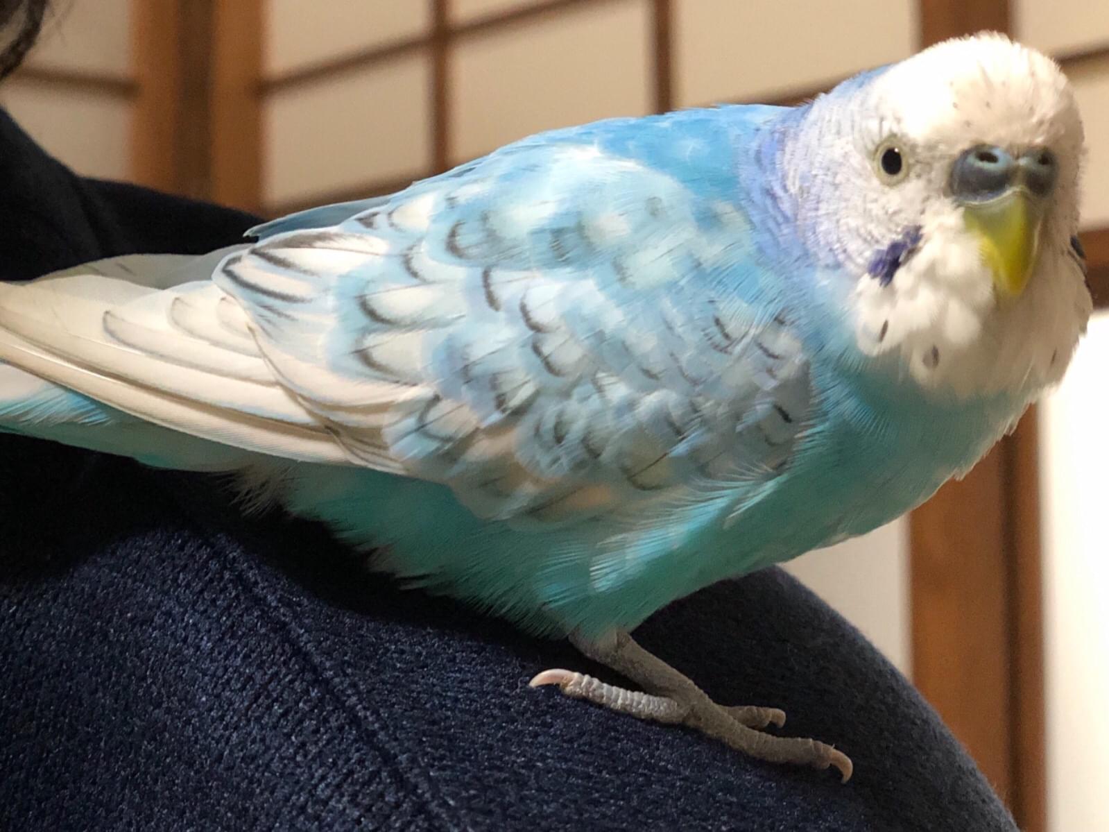 保護された鳥 保護された鳥