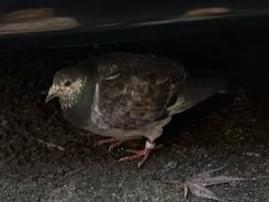 目撃された鳥 目撃された鳥