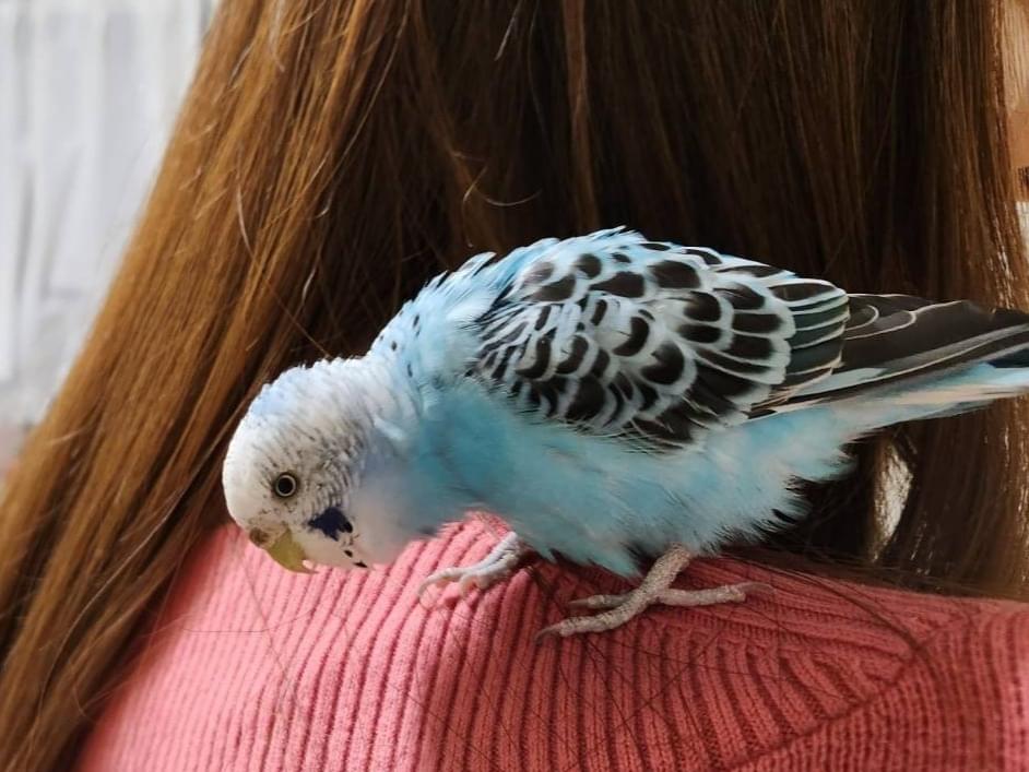 保護された鳥 保護された鳥