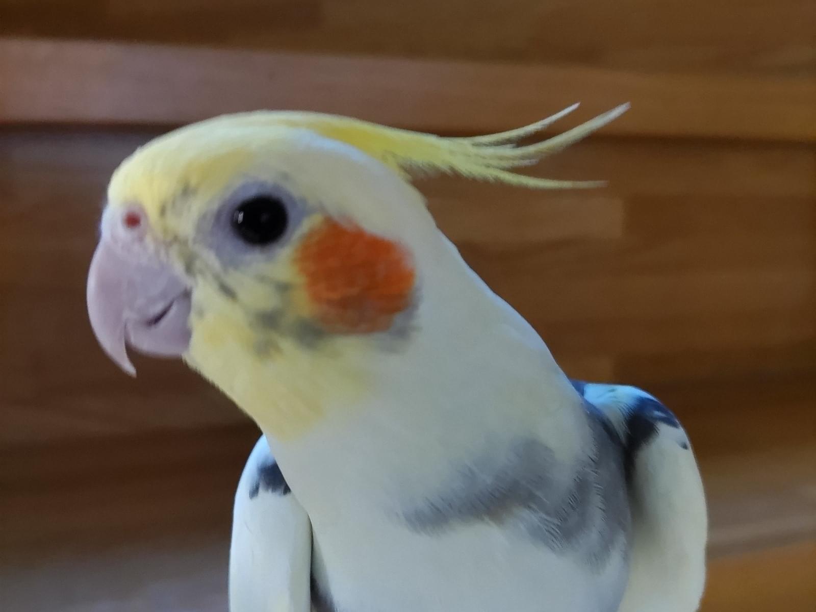 ももちゃん ももちゃん