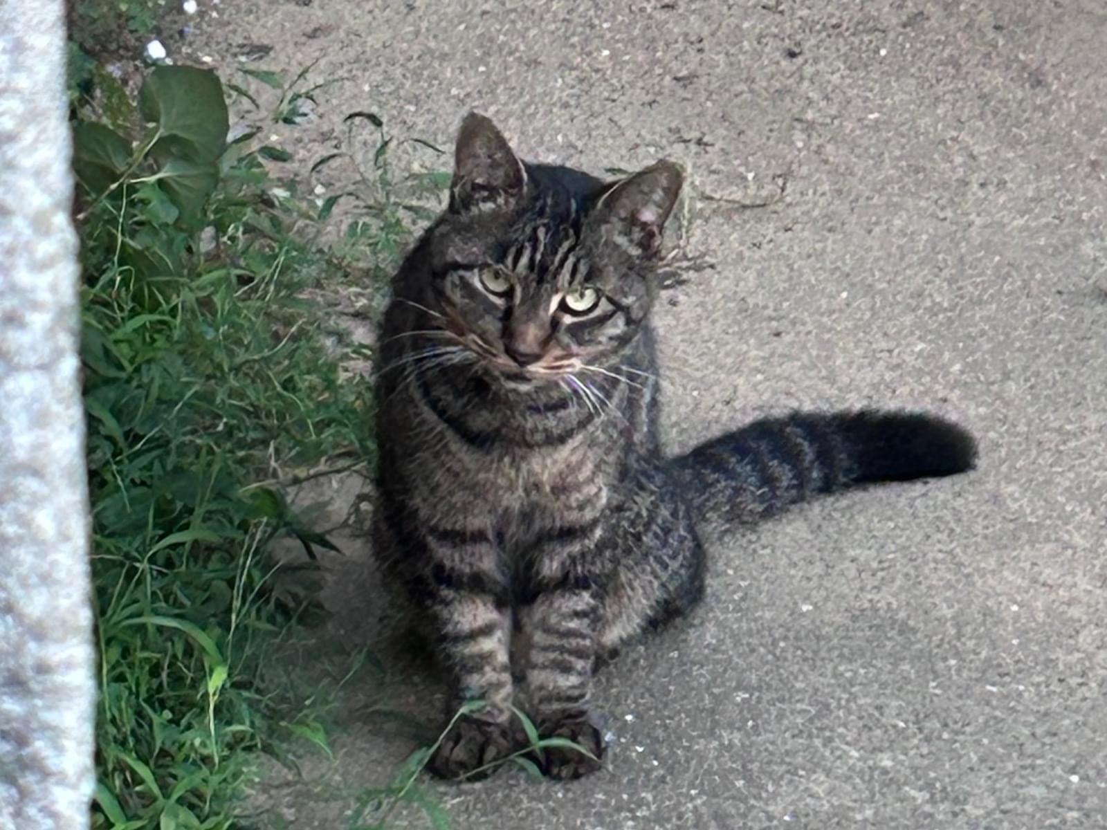 目撃された猫