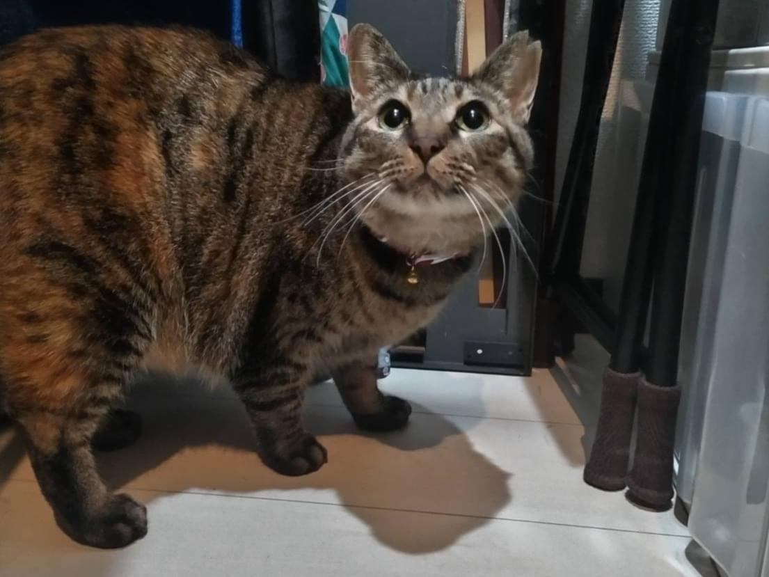 目撃された猫 目撃された猫