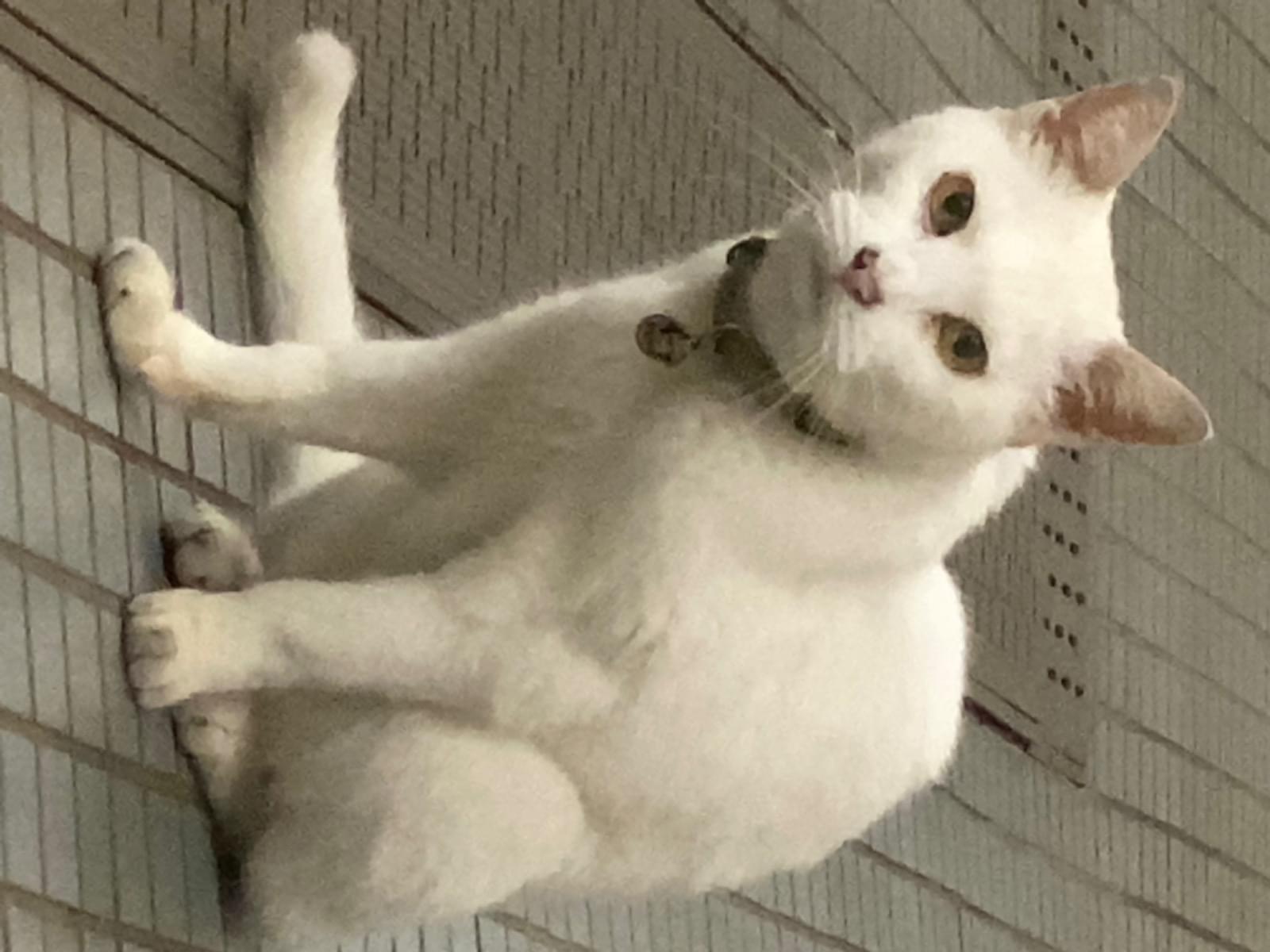 目撃された猫 目撃された猫