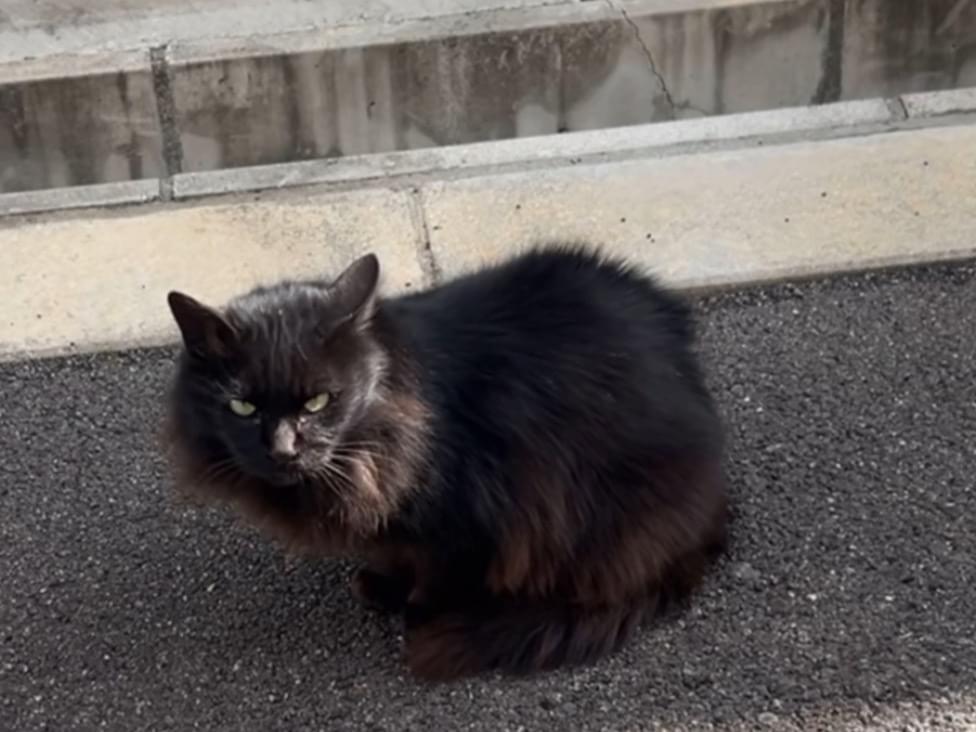 目撃された猫 目撃された猫