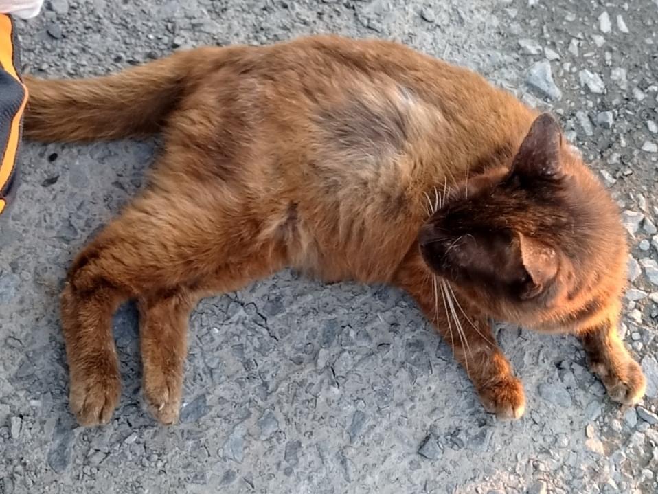 保護された猫 保護された猫