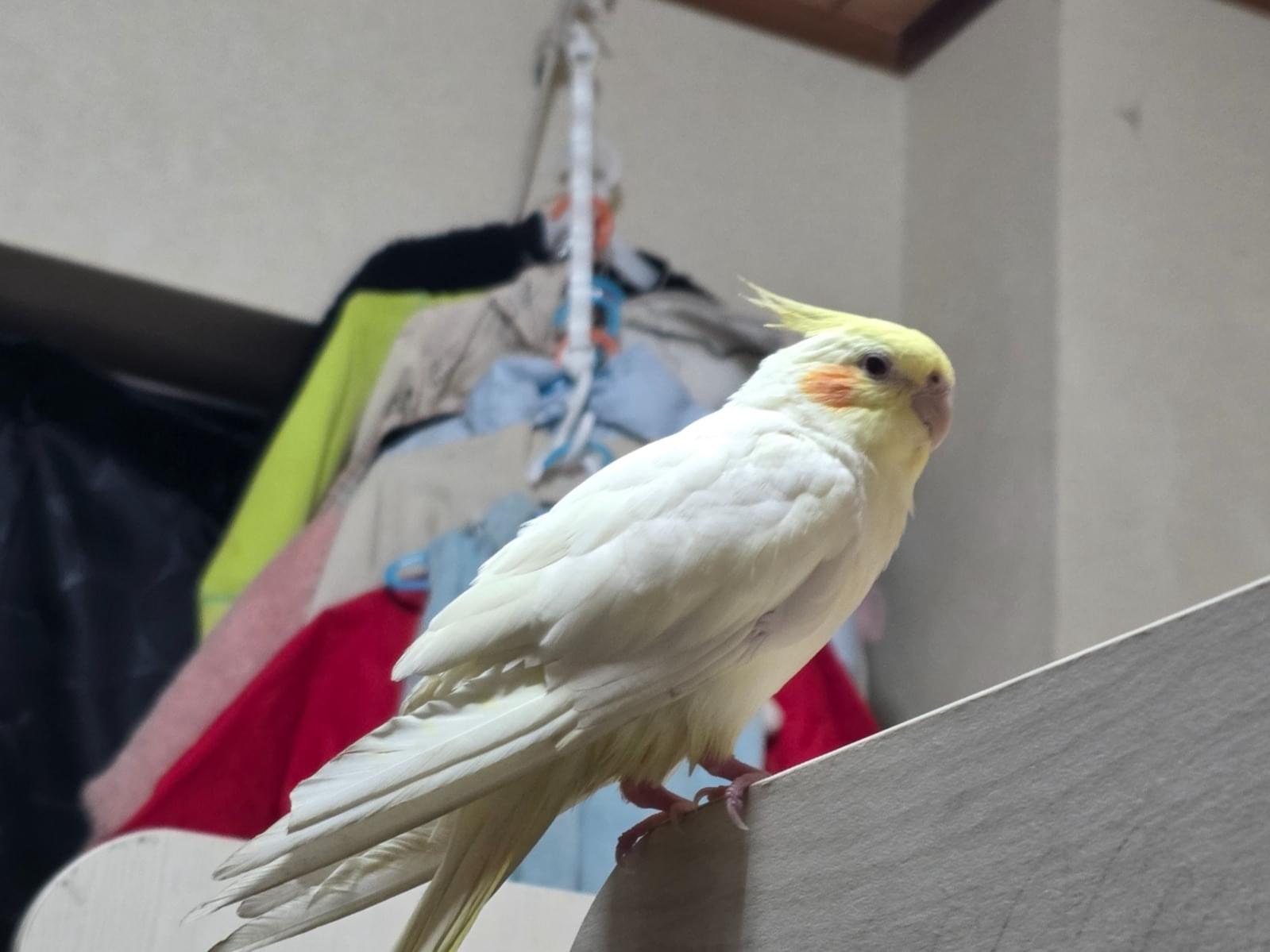 マッピーちゃん