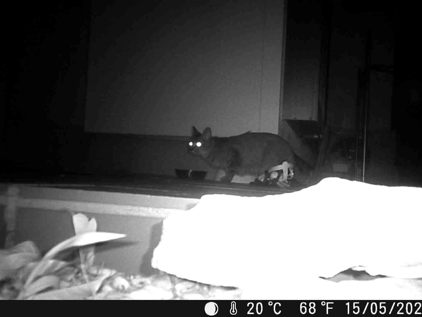 目撃された猫