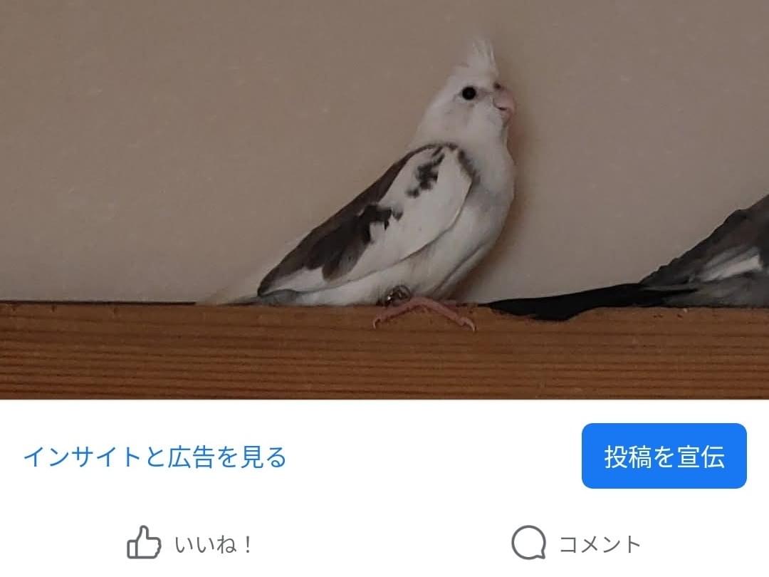 ココアちゃん ココアちゃん
