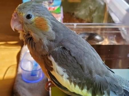 トハちゃん トハちゃん