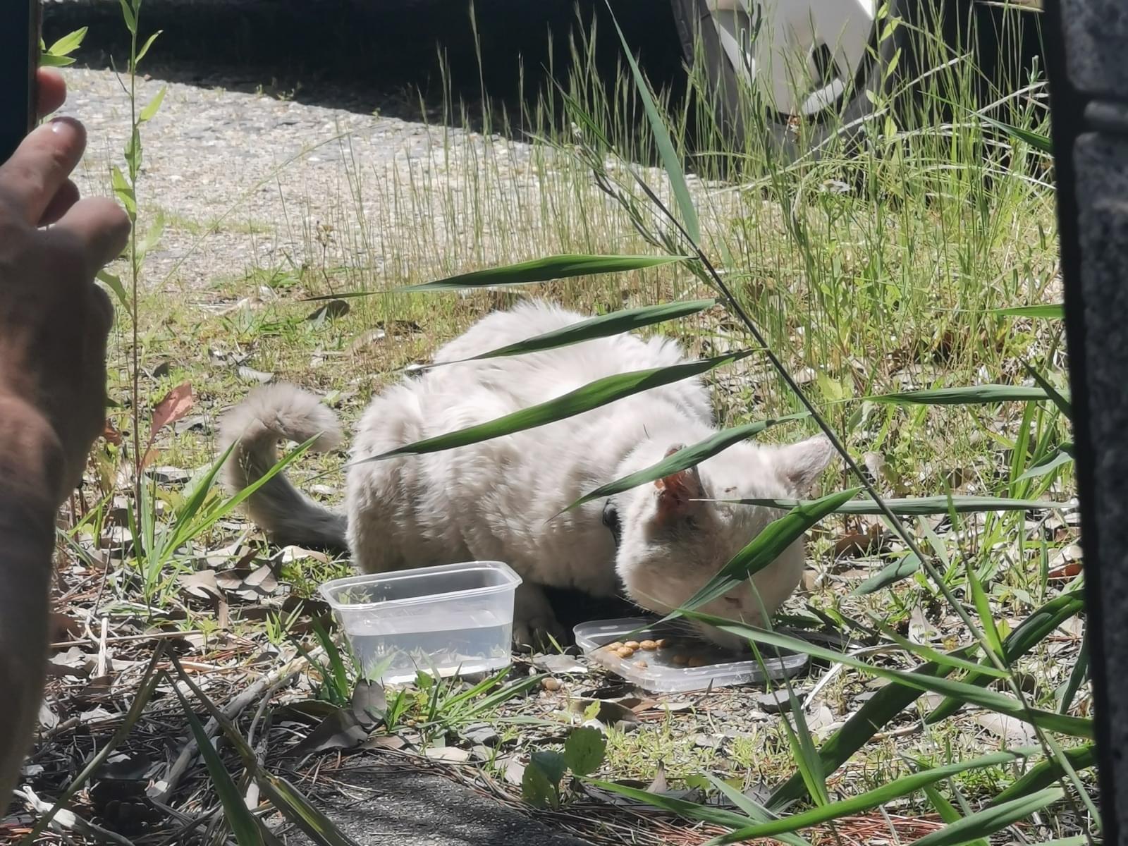 目撃された猫 目撃された猫