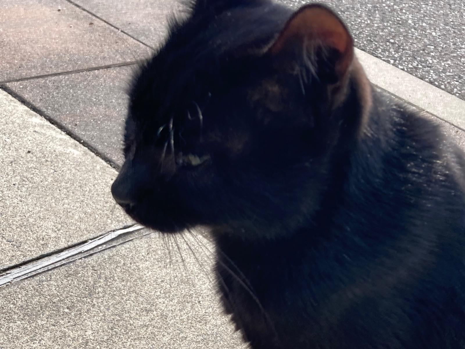 目撃された猫 目撃された猫