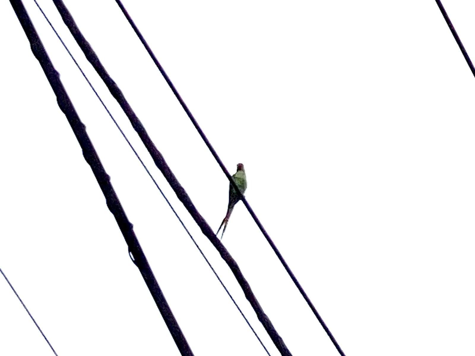 目撃された鳥 目撃された鳥