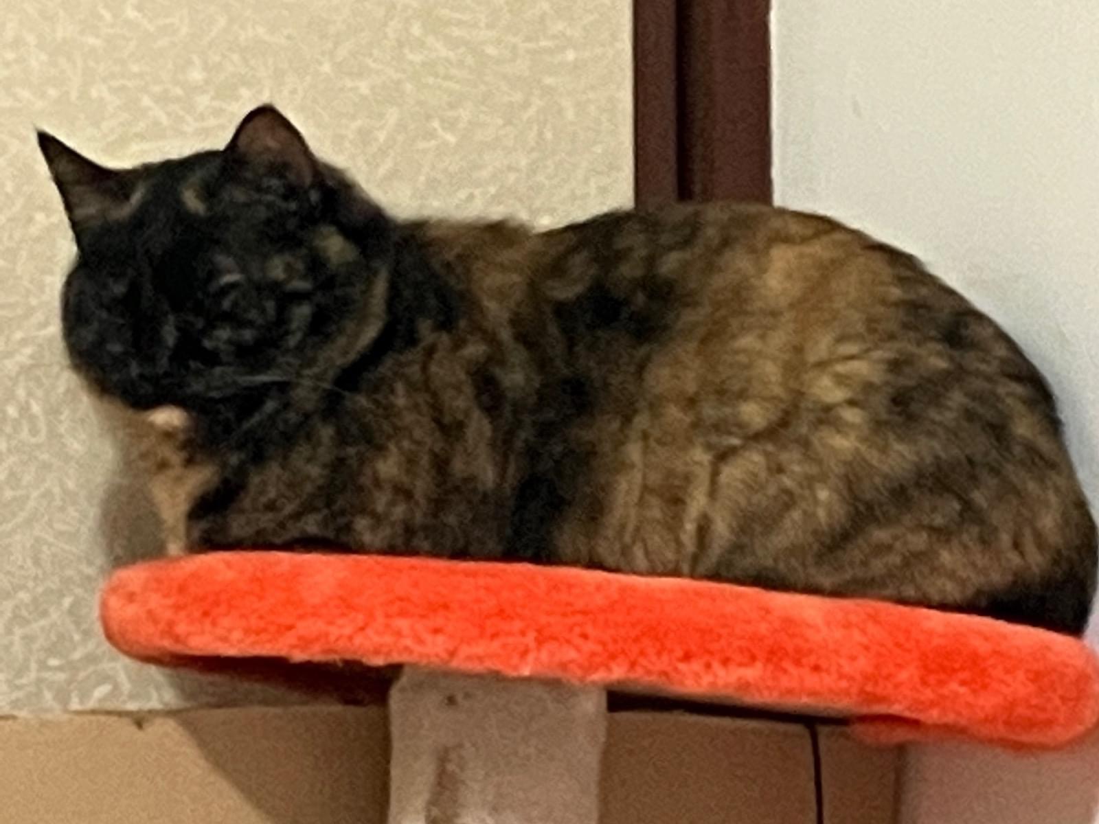はるかちゃん はるかちゃん