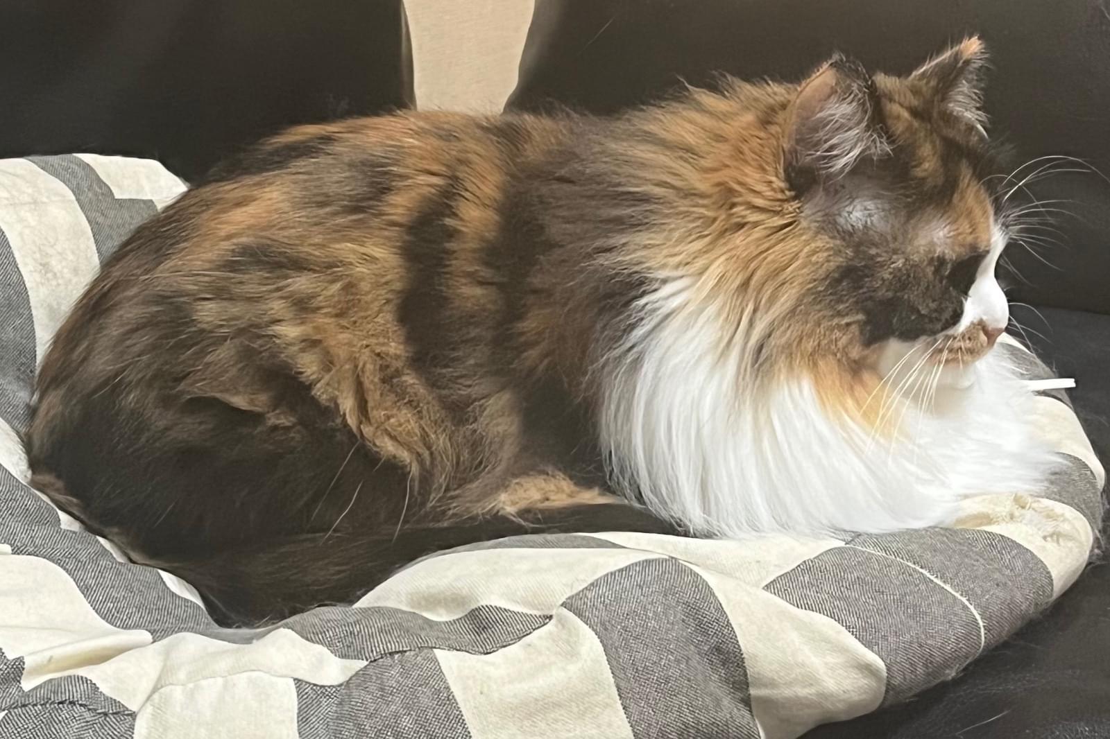 三毛猫 言わざる三毛猫｜WooBia公式オンラインショップ – WooBia