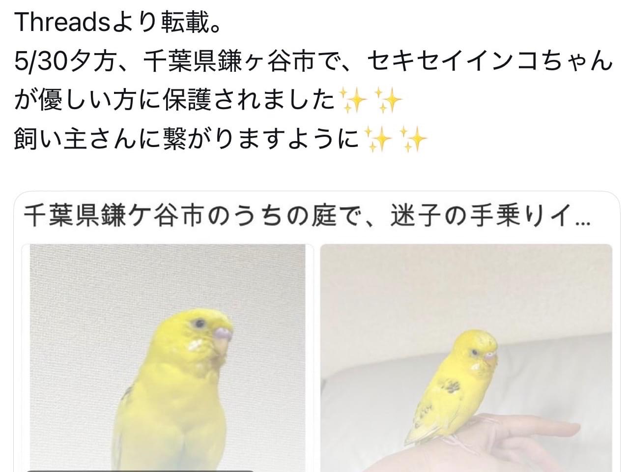 保護された鳥 保護された鳥