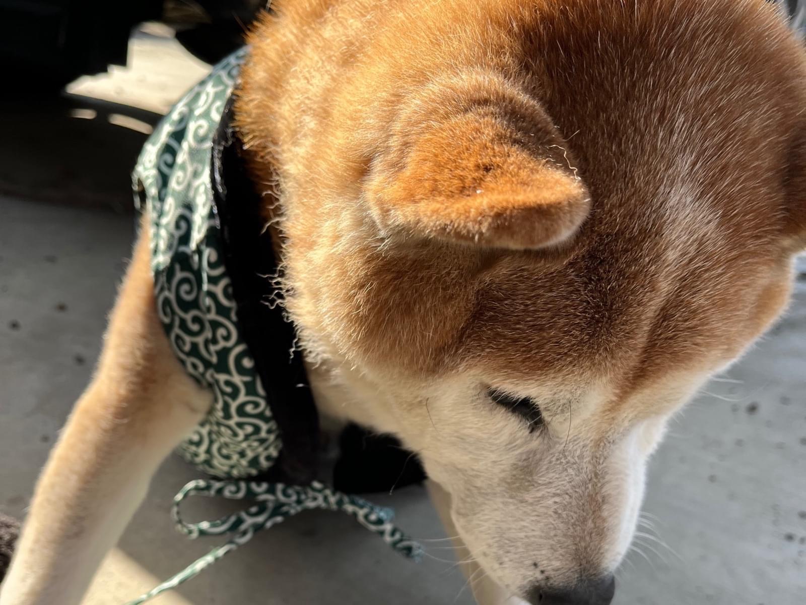 りんたろうちゃん