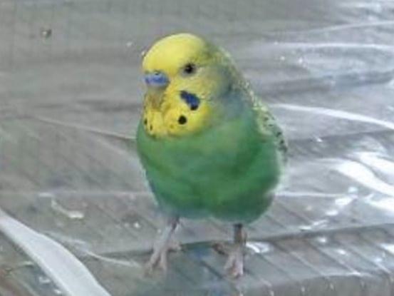 ピノちゃん ピノちゃん