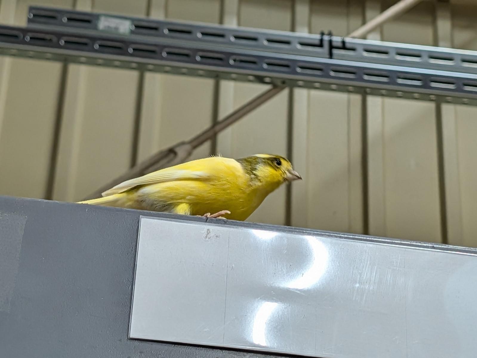目撃された鳥 目撃された鳥