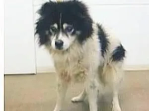 白黒の犬を保護しました 白黒の犬を保護しました