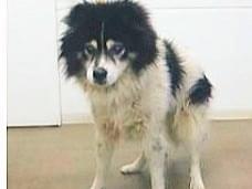 保護された犬 保護された犬