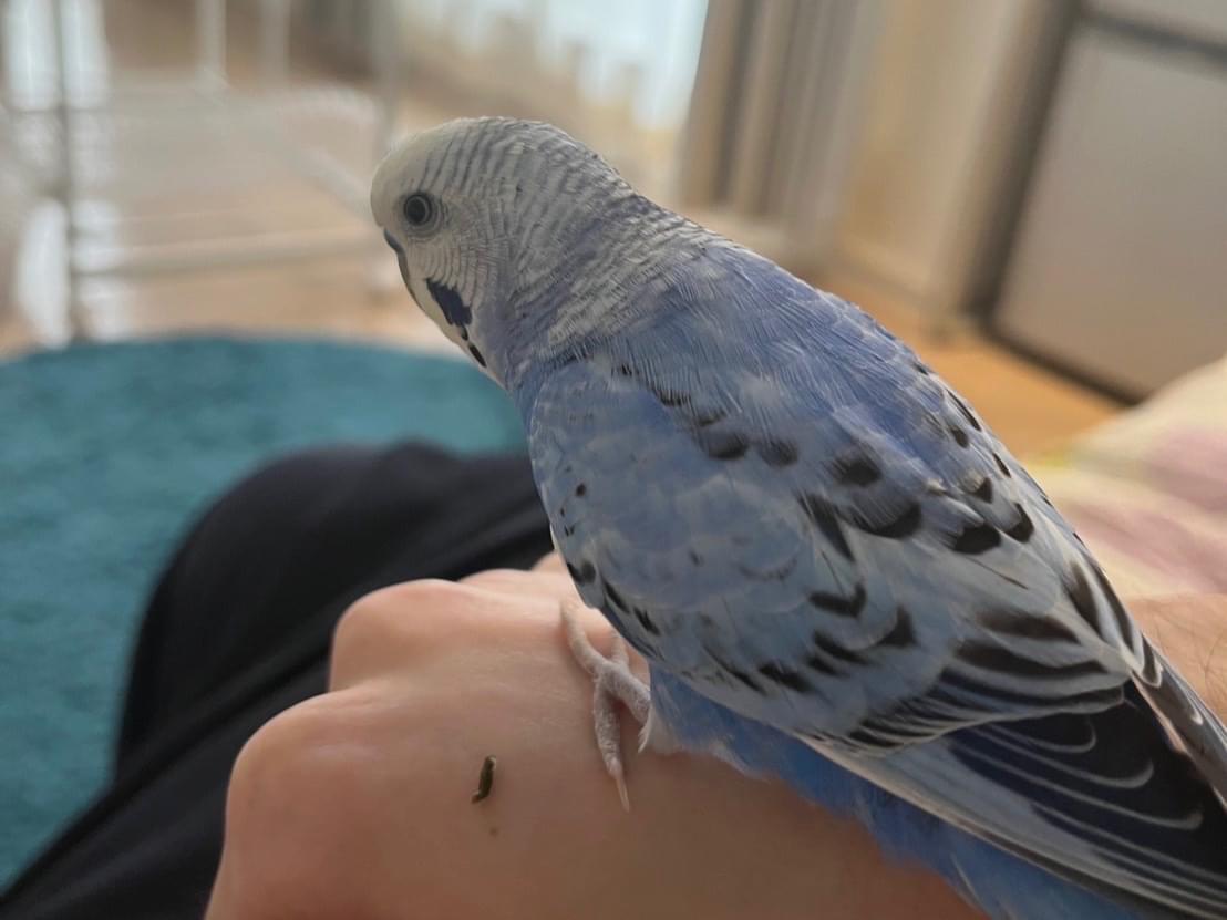 シンちゃん