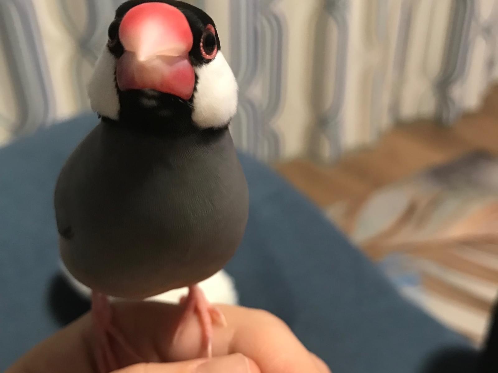 ぴょん吉ちゃん ぴょん吉ちゃん