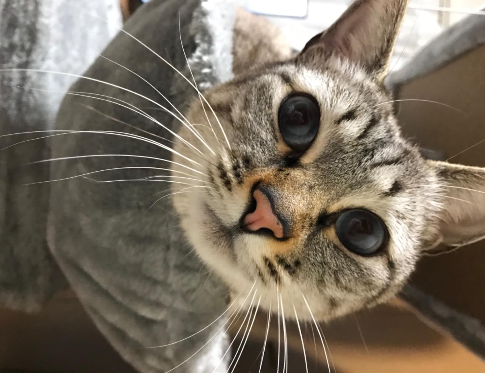 シャムトラ探しています