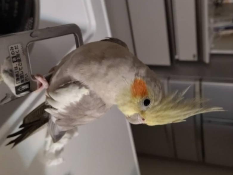 ぴーちゃん ぴーちゃん