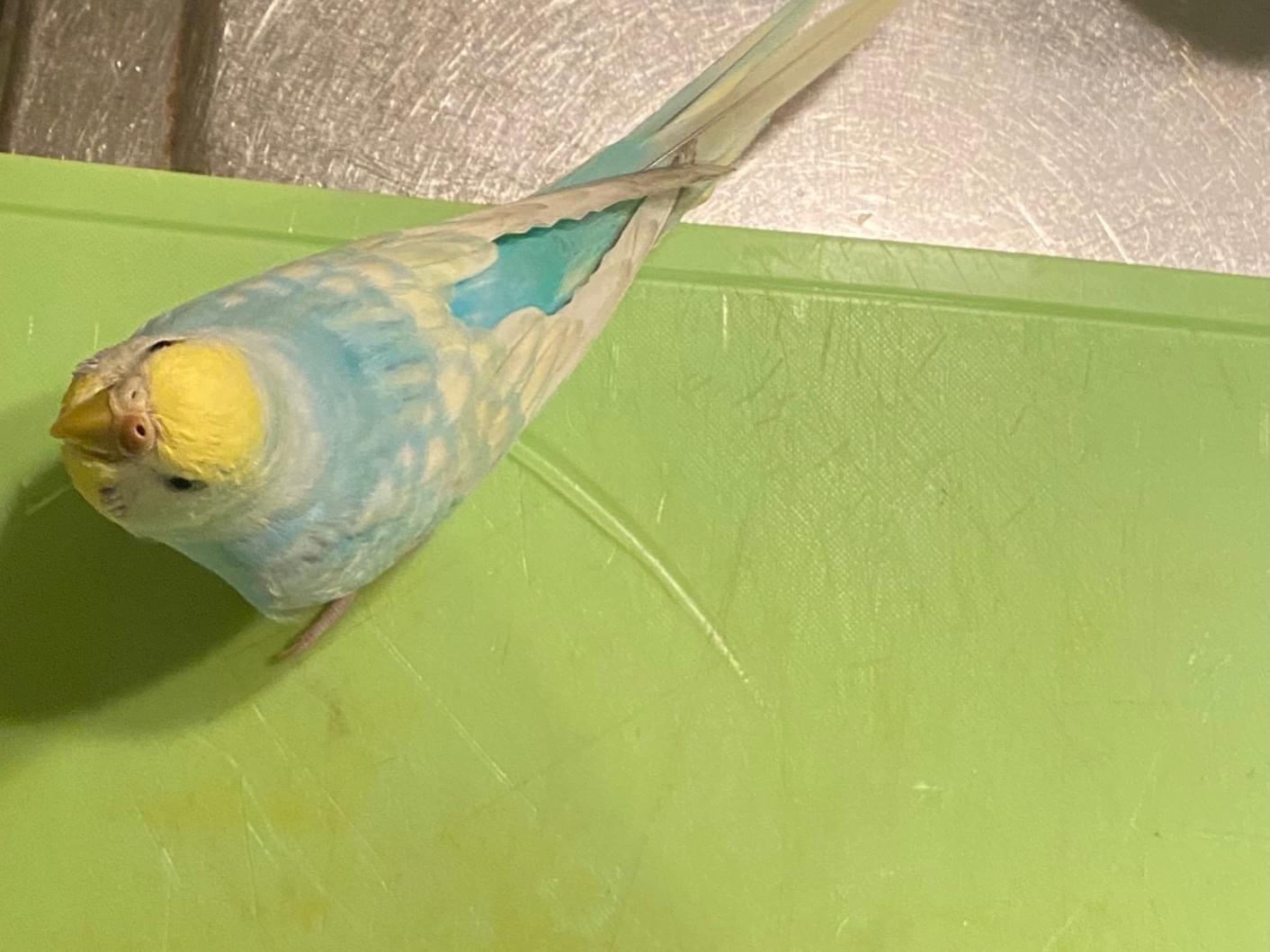ろりちゃん ろりちゃん