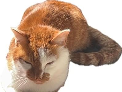 保護された猫 保護された猫