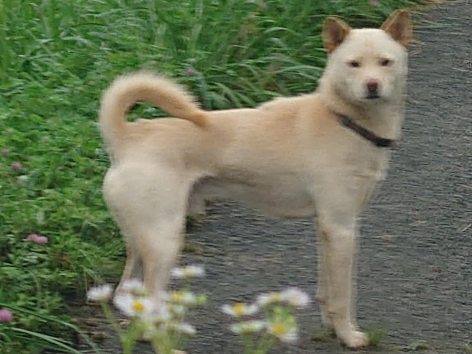 目撃された犬