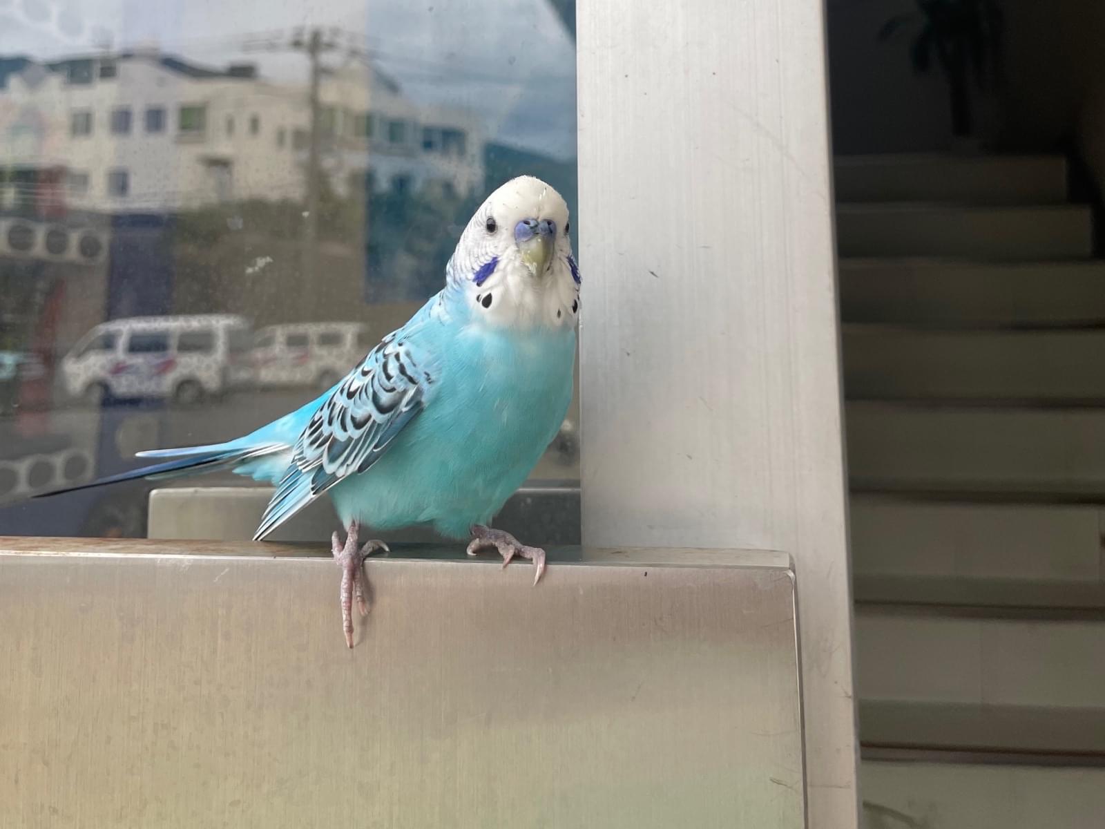 保護された鳥 保護された鳥