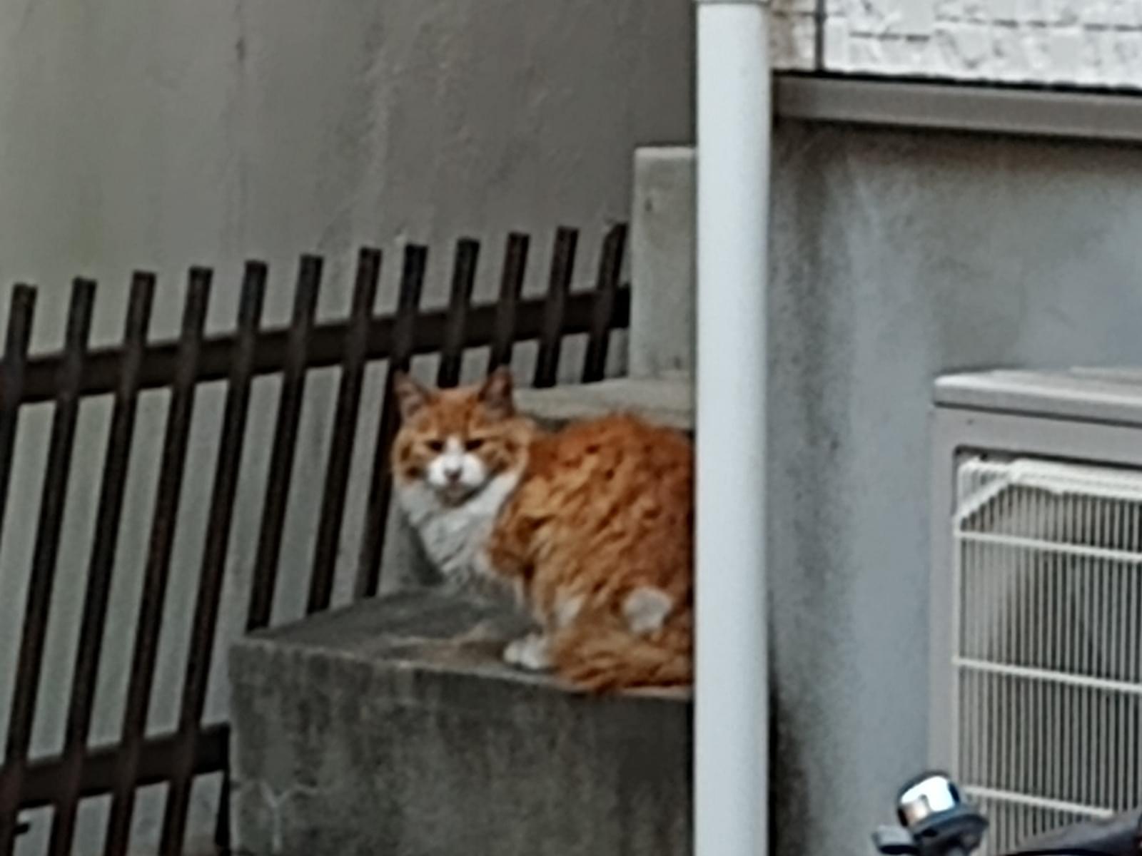 目撃された猫 目撃された猫