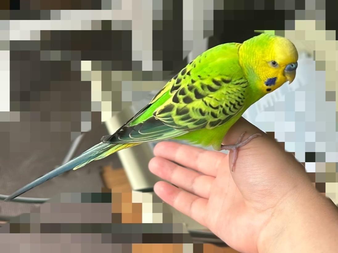保護された鳥 保護された鳥