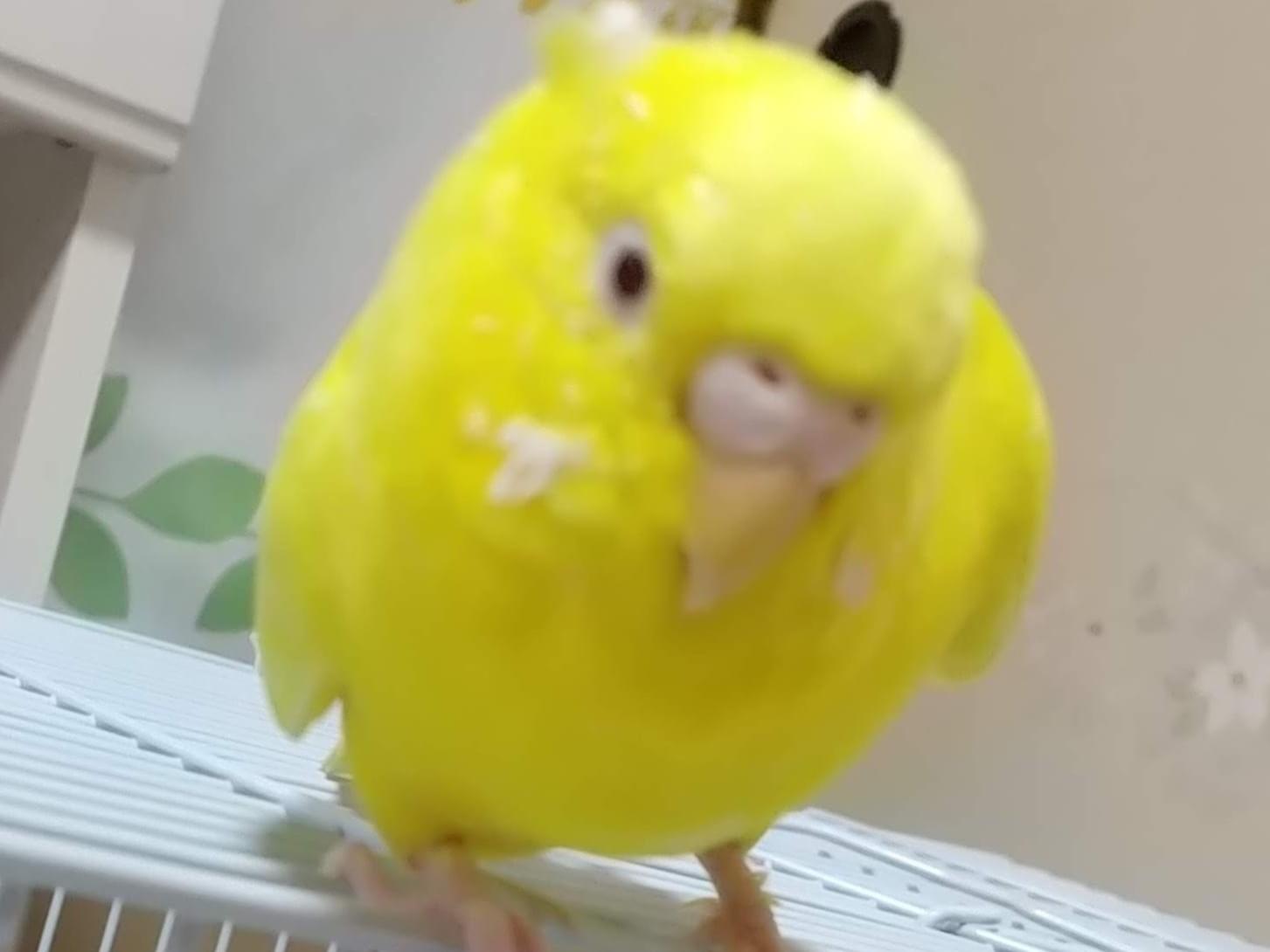 キーちゃん キーちゃん