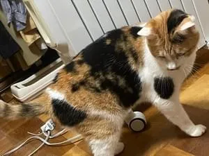 三毛猫探しています