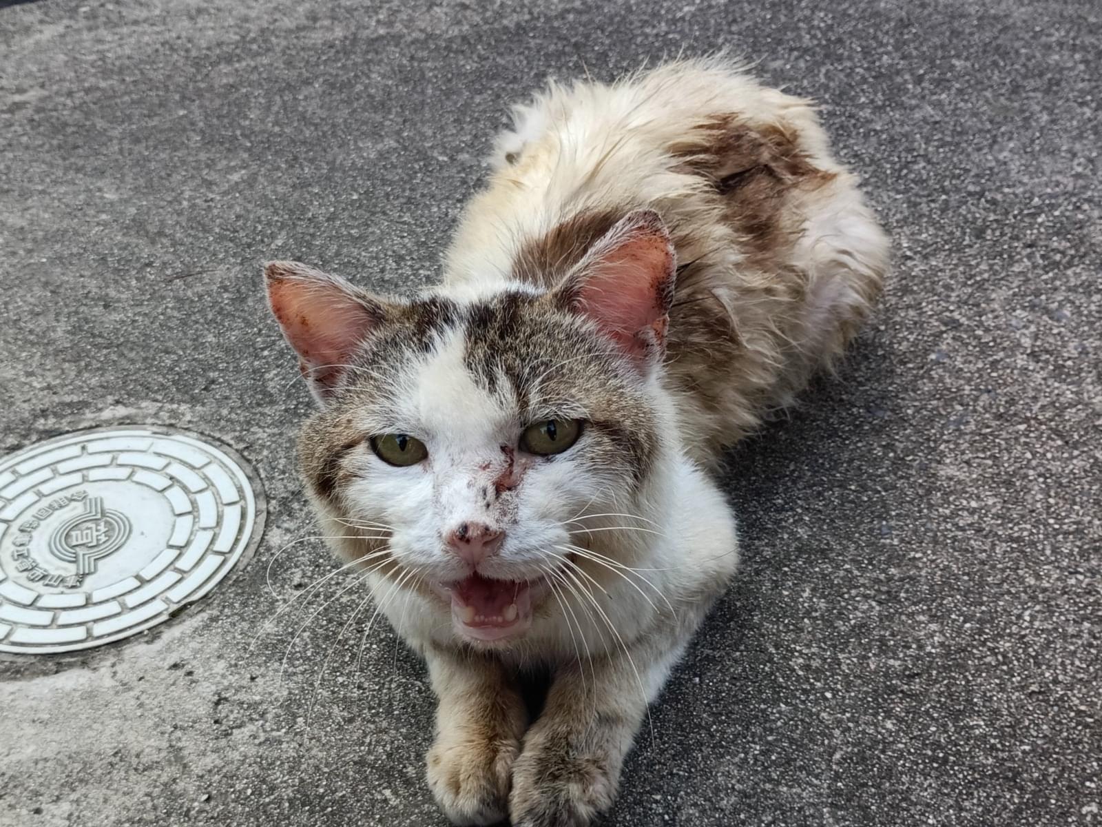 保護された猫 保護された猫
