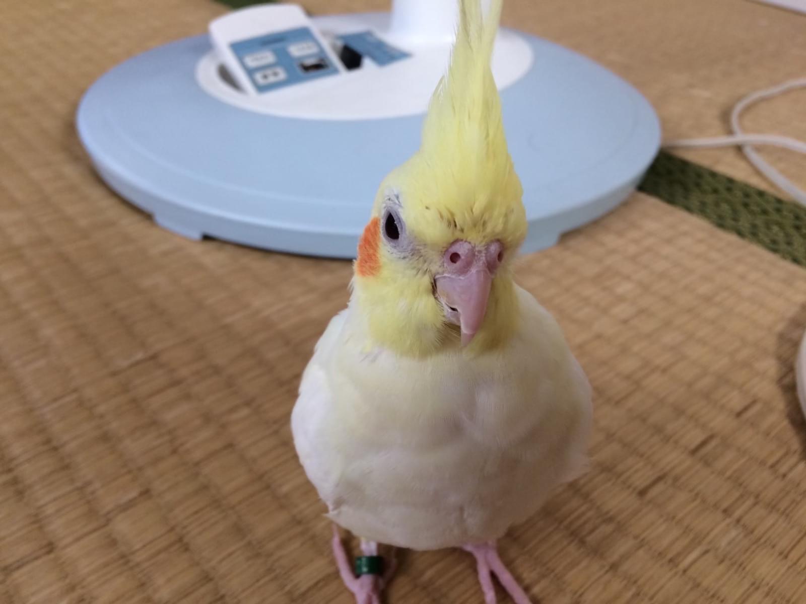 ピカちゃん ピカちゃん