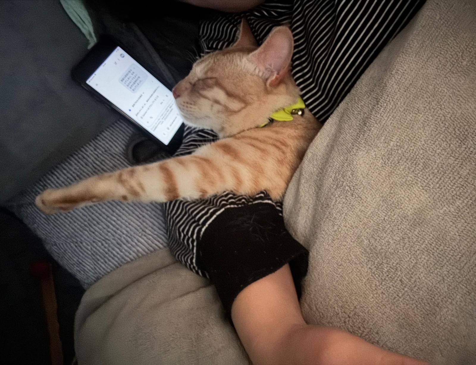 黄緑ネクタイにカエルの鈴をつけた鍵しっぽの茶トラ猫🐈を探しています。