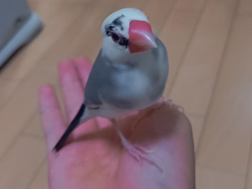 いーちゃん いーちゃん