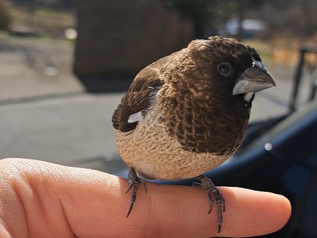 目撃された鳥 目撃された鳥
