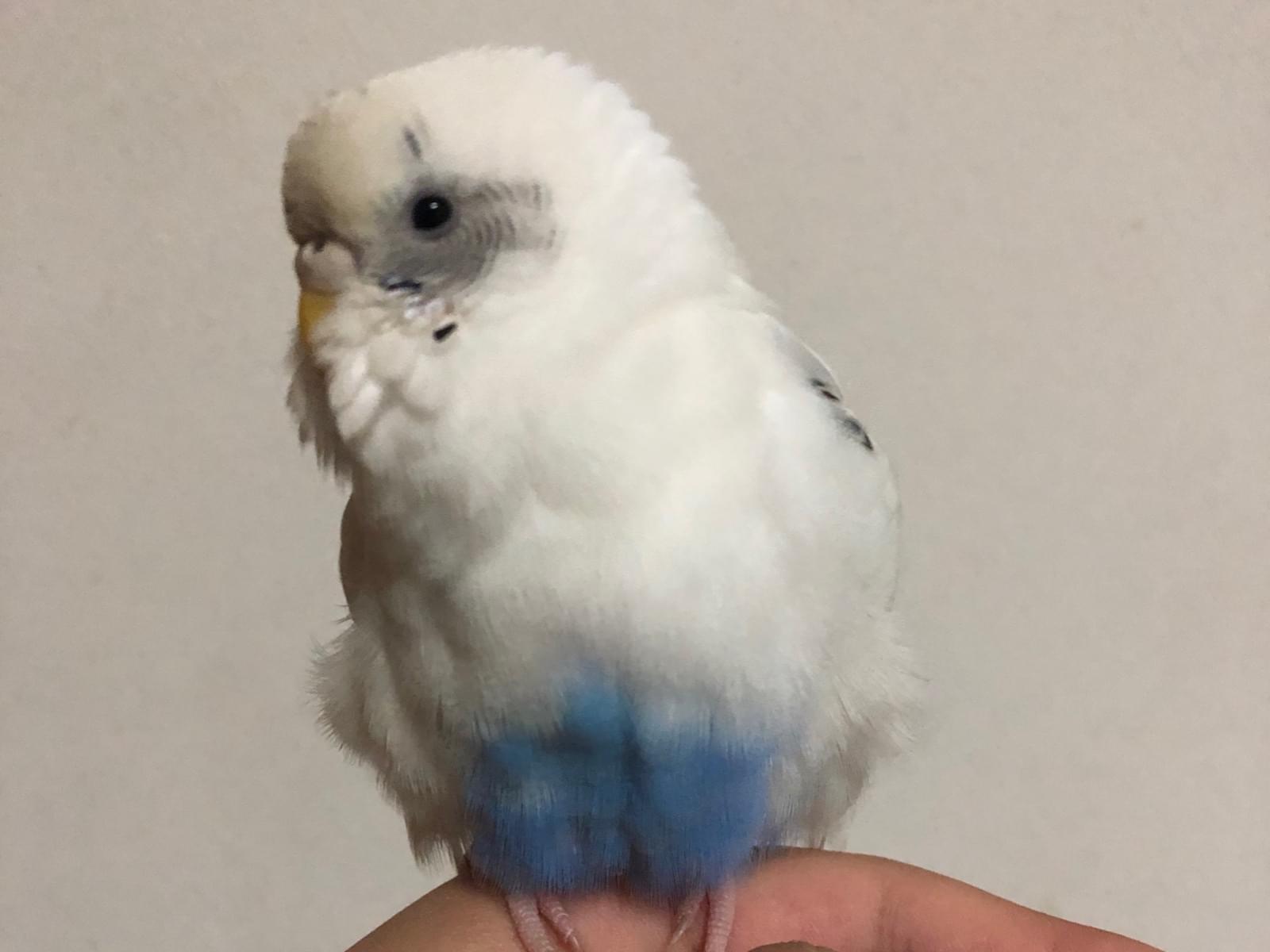 ぴーちゃん ぴーちゃん