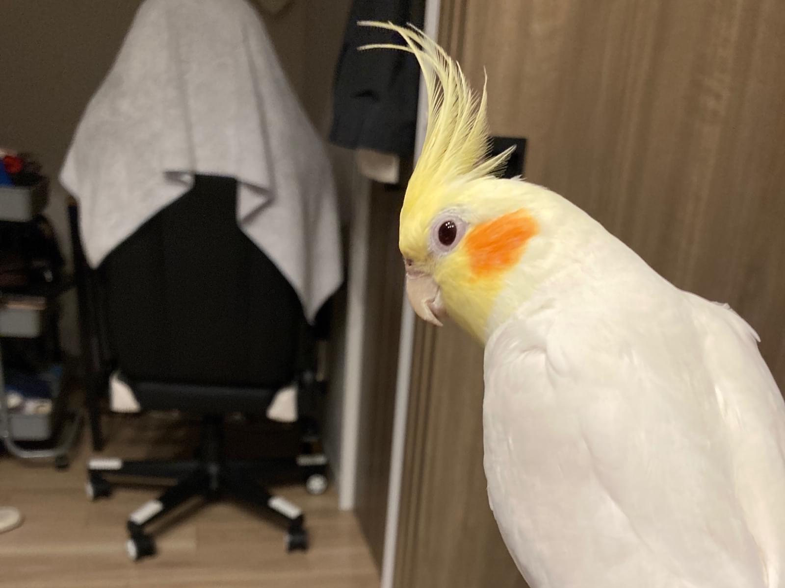 殿ちゃん 殿ちゃん