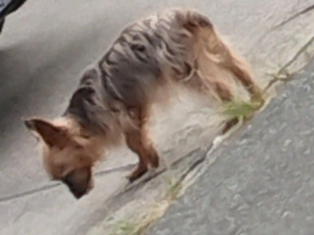 目撃された犬 目撃された犬
