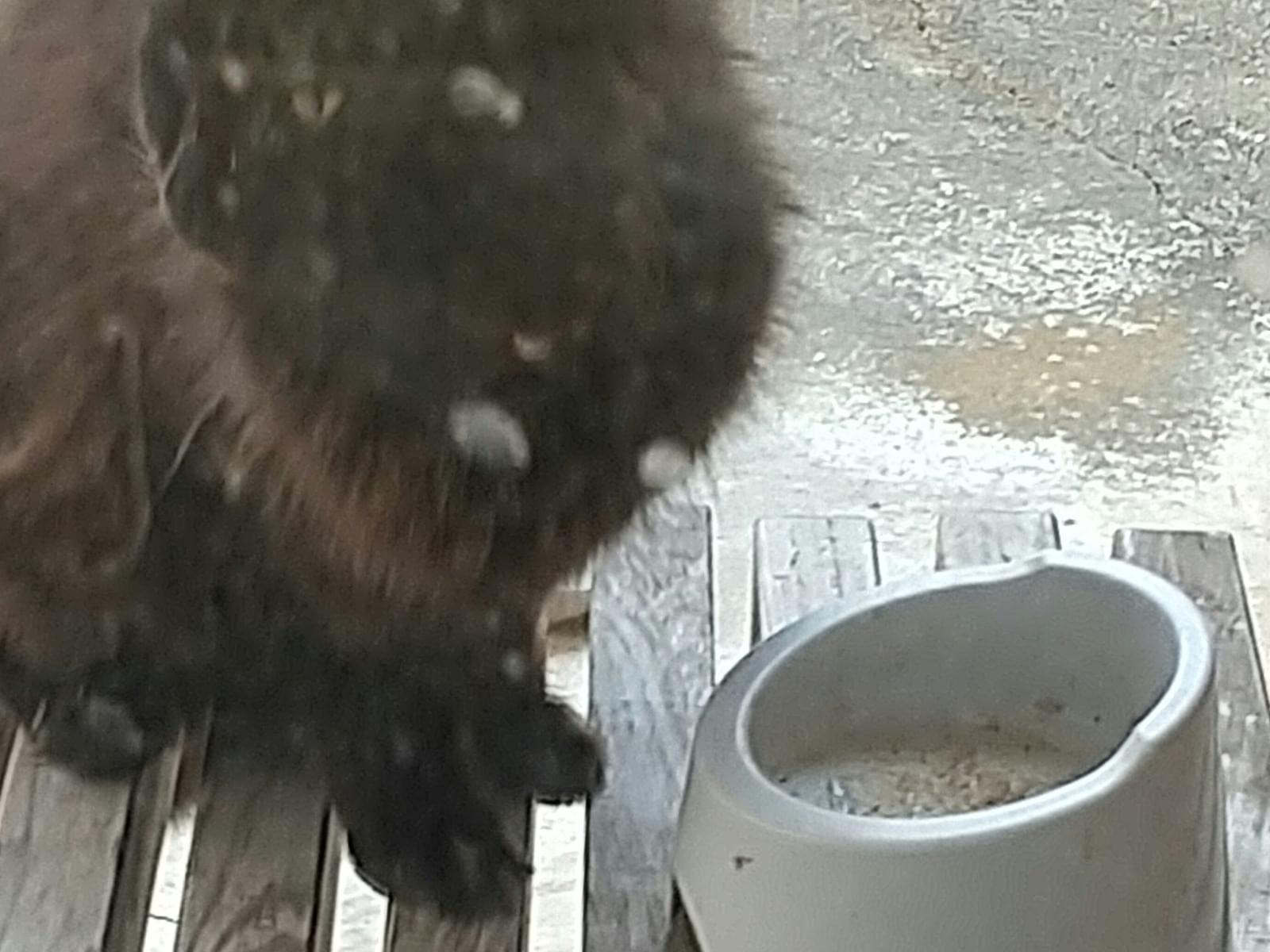 保護された猫 保護された猫