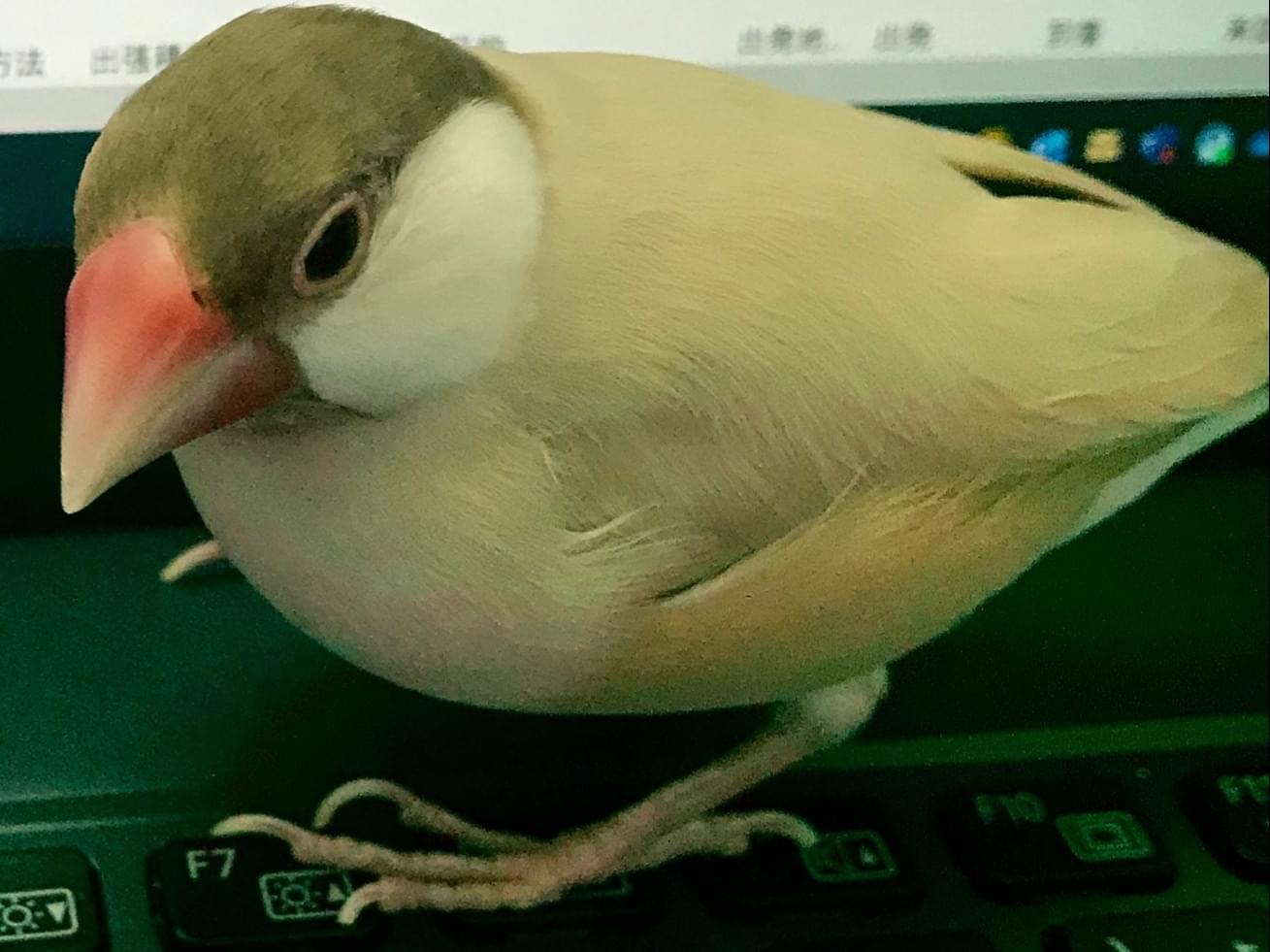 シナモンちゃん シナモンちゃん