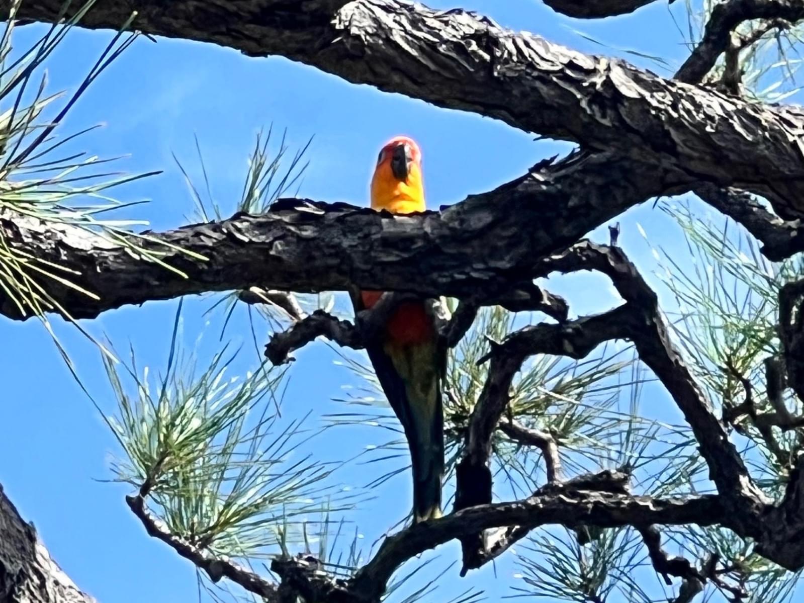 目撃された鳥 目撃された鳥