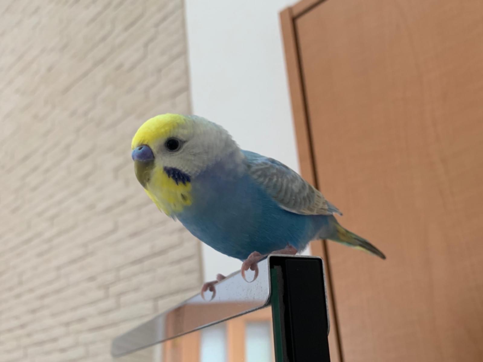 セレちゃん セレちゃん